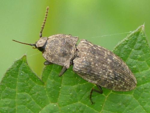 Réf. 322 155 : Agrypnus murinus